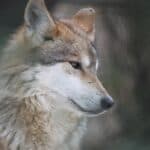 Wolf, endangered species