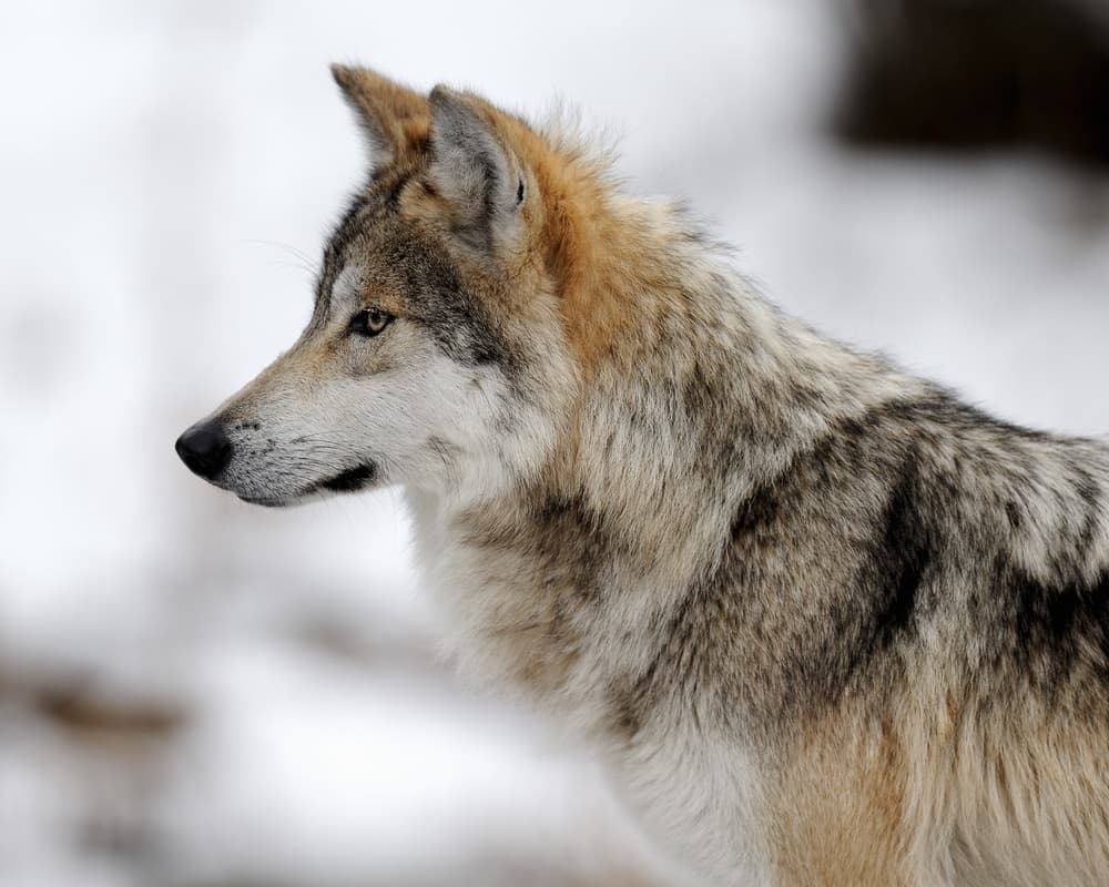 Mexican wolf is in danger of extinction