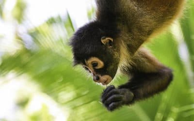 Punta Laguna spider monkey